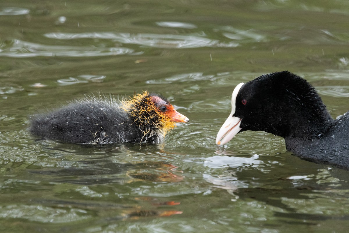 Eurasian Coot - Jon White