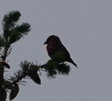 Red Crossbill - Justin Cook