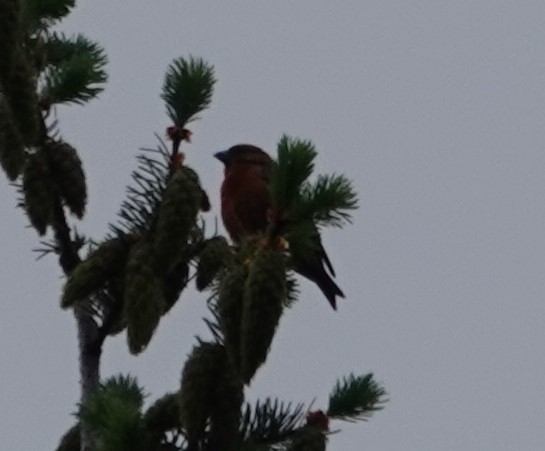 Red Crossbill - Justin Cook