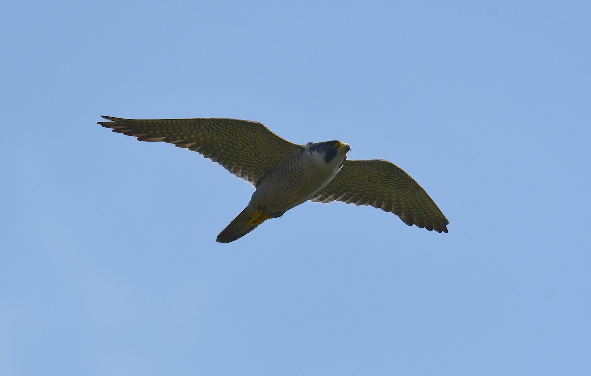 Peregrine Falcon - Krzysztof Haja