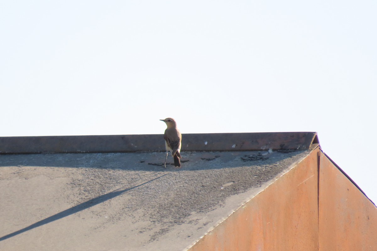 Northern Wheatear - Анастасия Алексеева