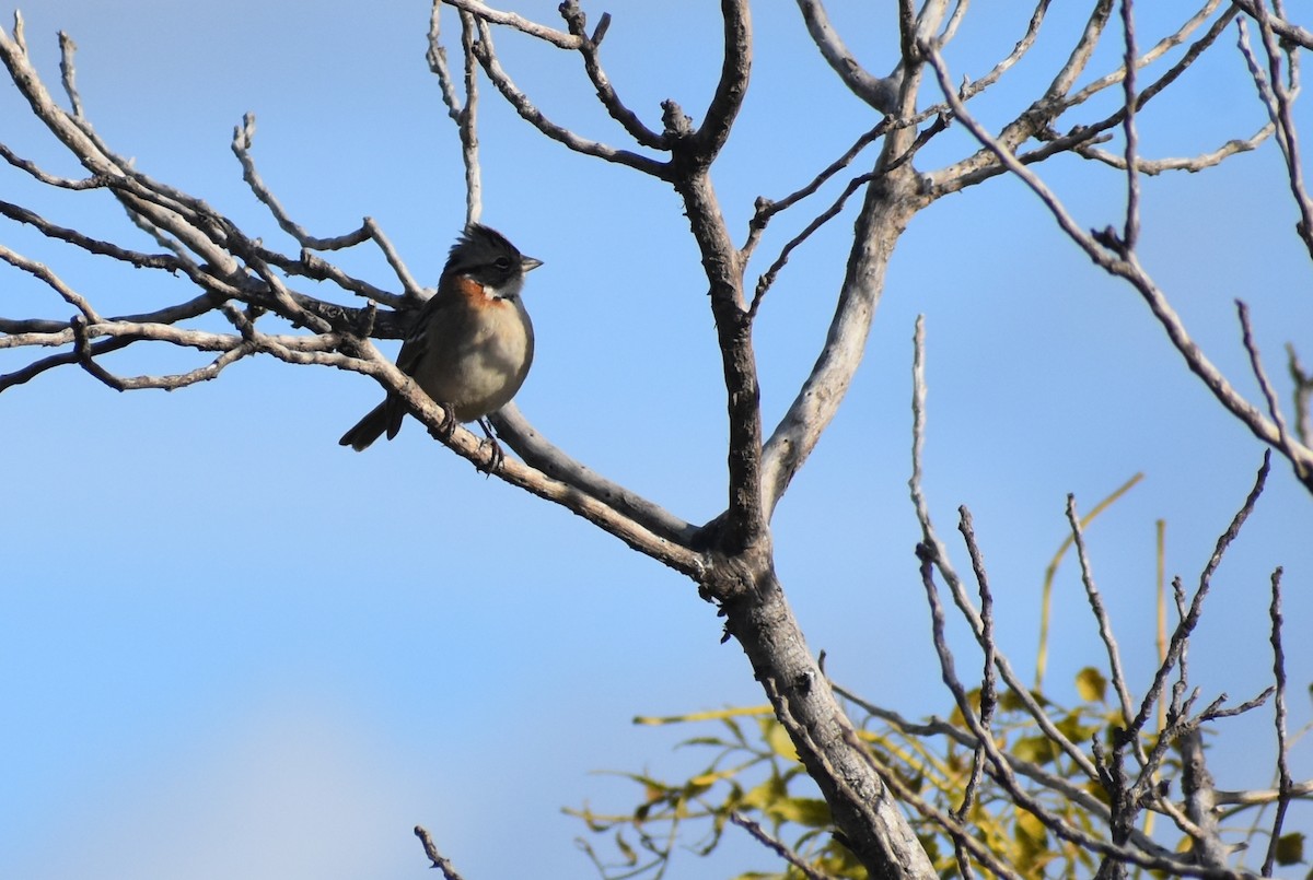 Rufous-collared Sparrow - Fernanda Ferrari