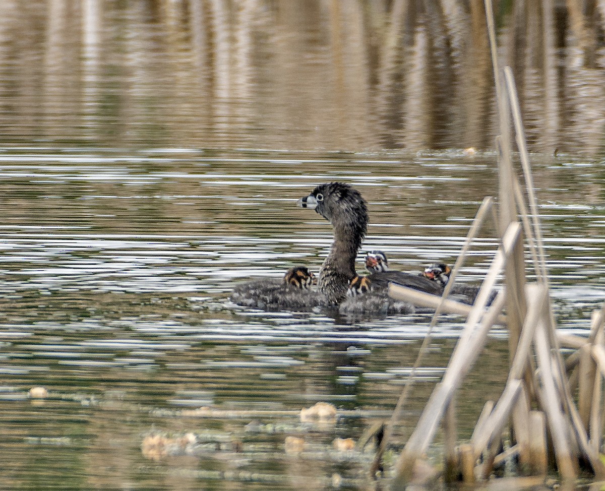 Pied-billed Grebe - Ken  Czworka