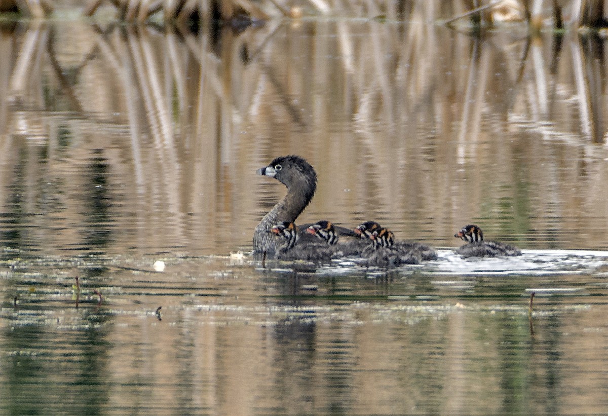 Pied-billed Grebe - Ken  Czworka