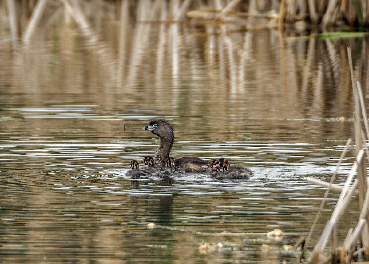 Pied-billed Grebe - Ken  Czworka