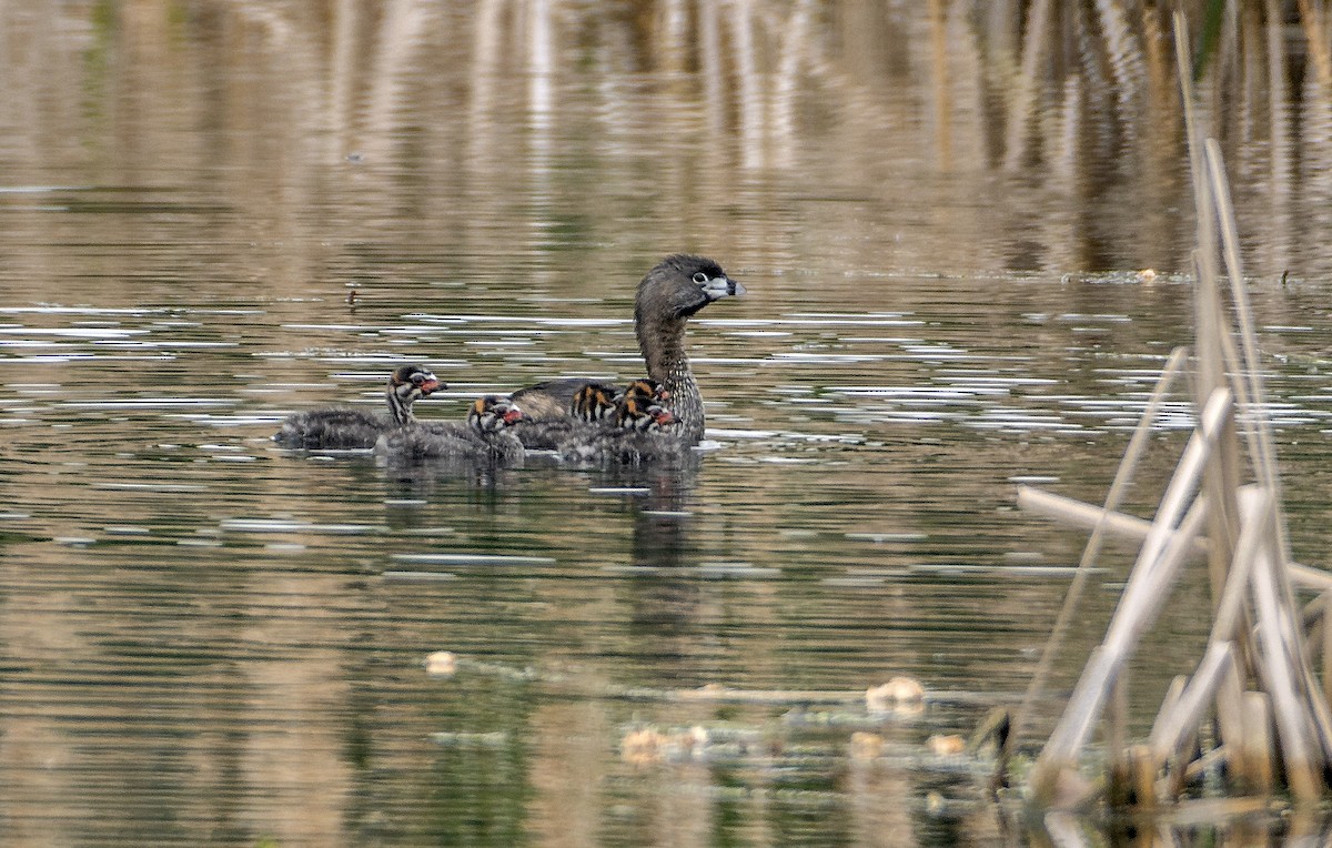 Pied-billed Grebe - Ken  Czworka