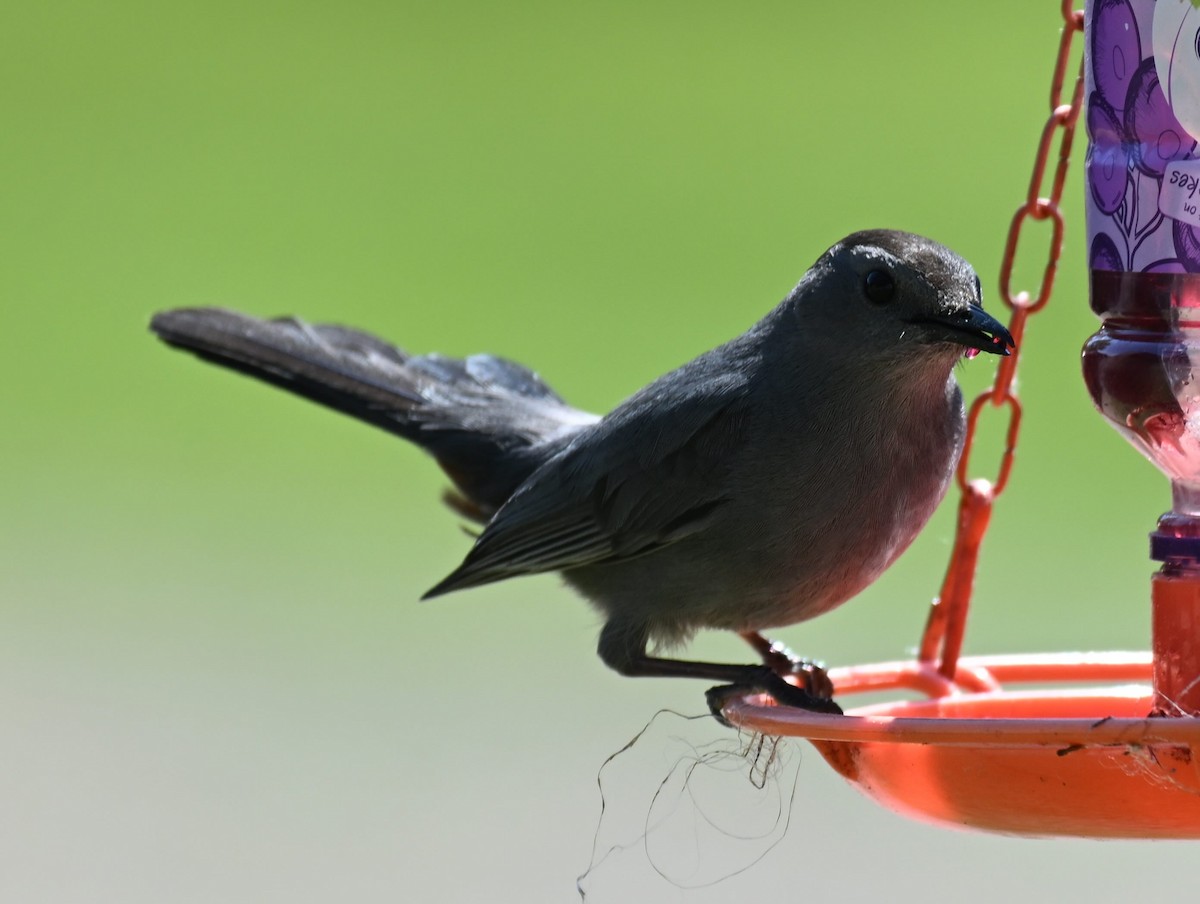 Gray Catbird - Damian Vraniak