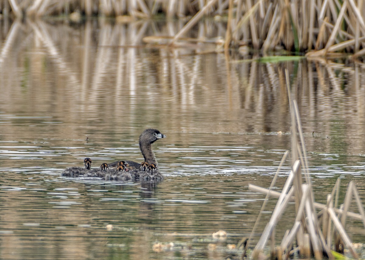 Pied-billed Grebe - Ken  Czworka