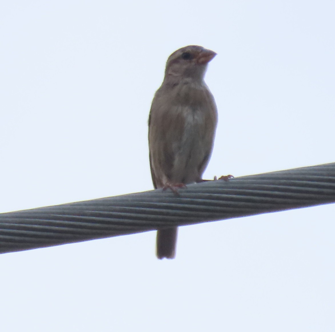 House Sparrow - Bill Wright_cc