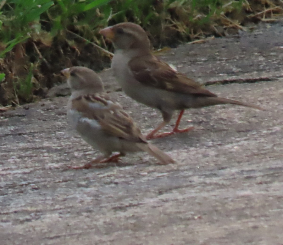 House Sparrow - Bill Wright_cc