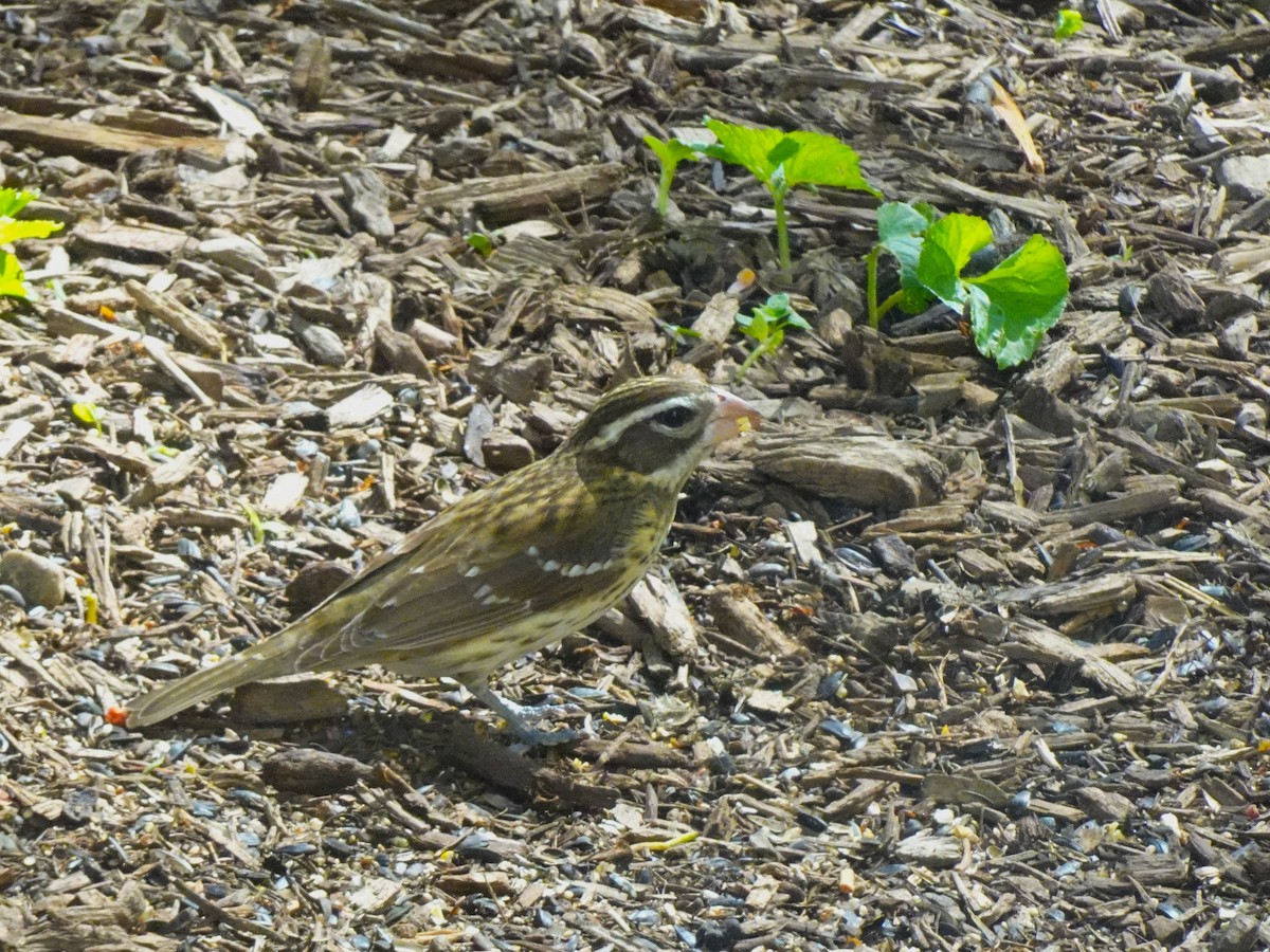 Rose-breasted Grosbeak - ami horowitz