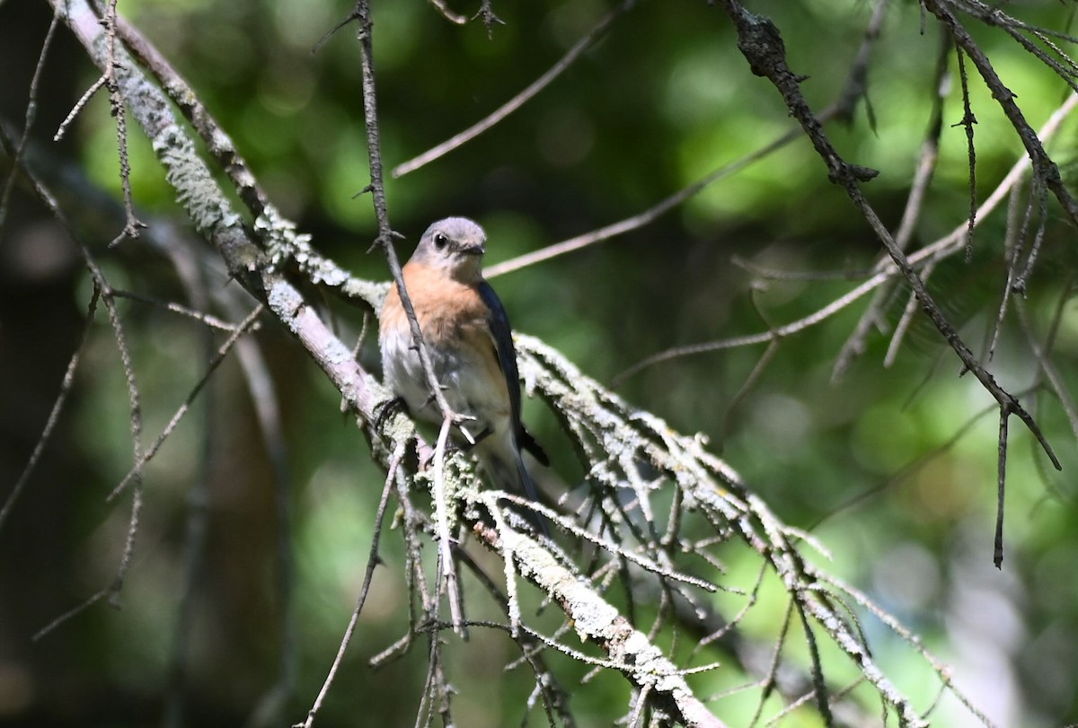 Eastern Bluebird - Damian Vraniak