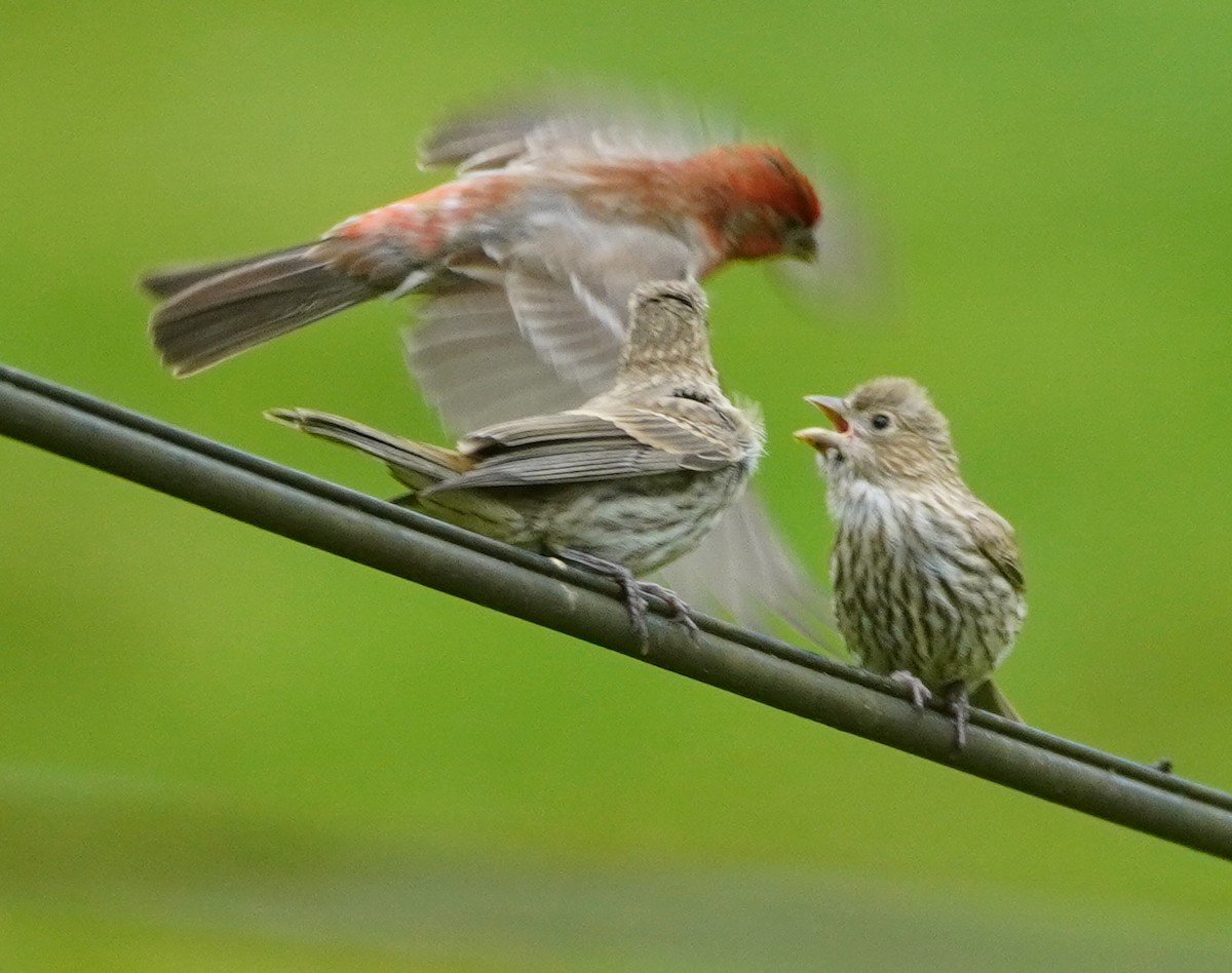 House Finch - John McCallister