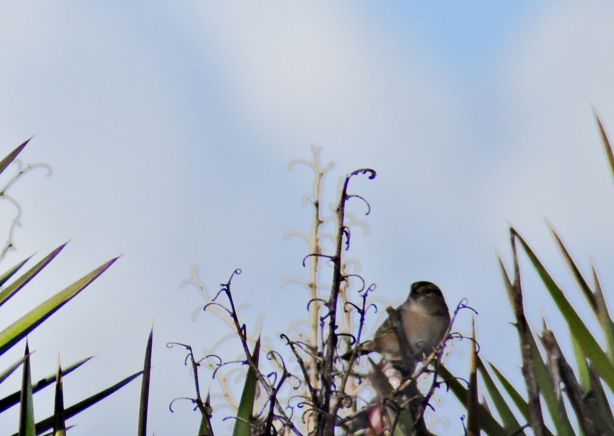 Grassland Sparrow - Fernanda Ferrari