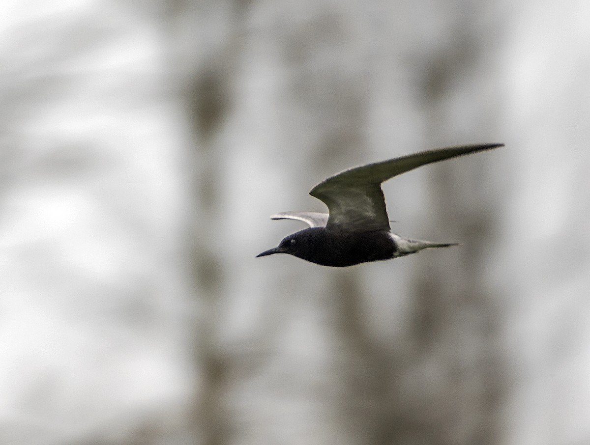 Black Tern - Ken  Czworka