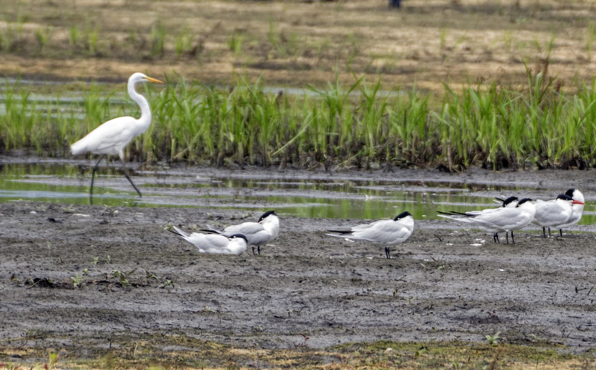 Great Egret - Ken  Czworka