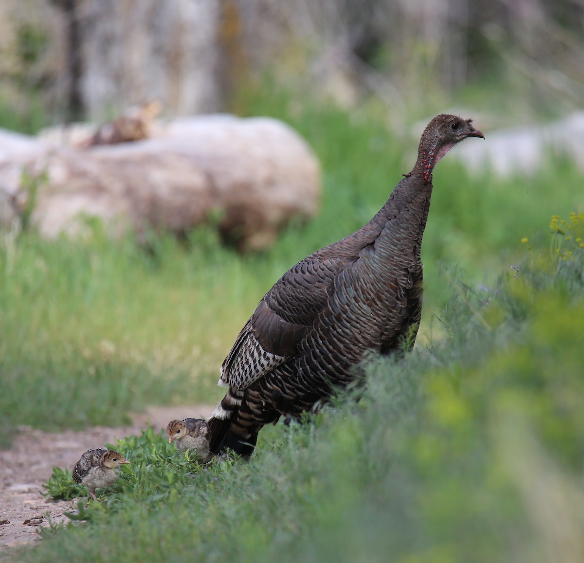 Wild Turkey - Donna Stumpp