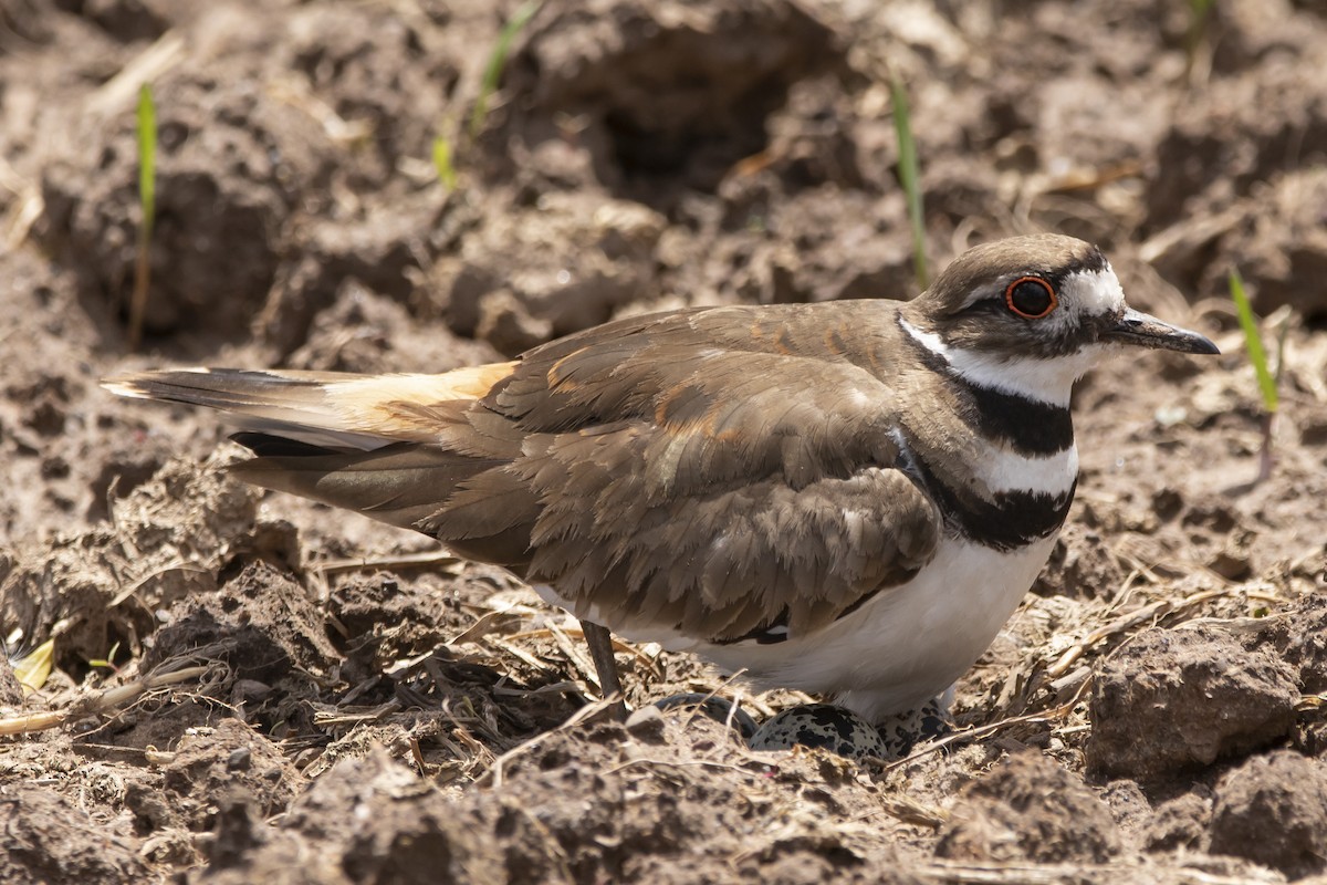 Killdeer - Kyle Nelson