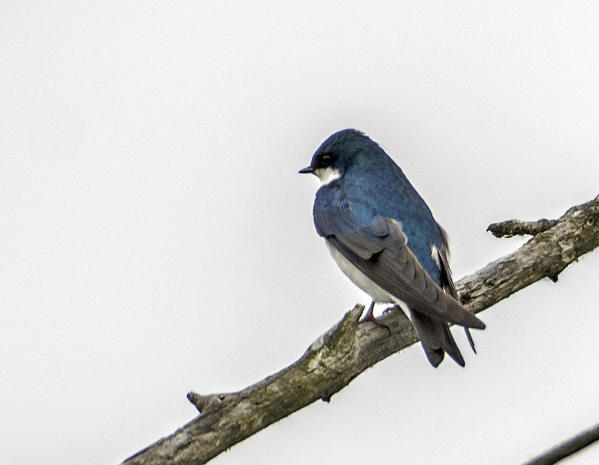 Tree Swallow - Ken  Czworka