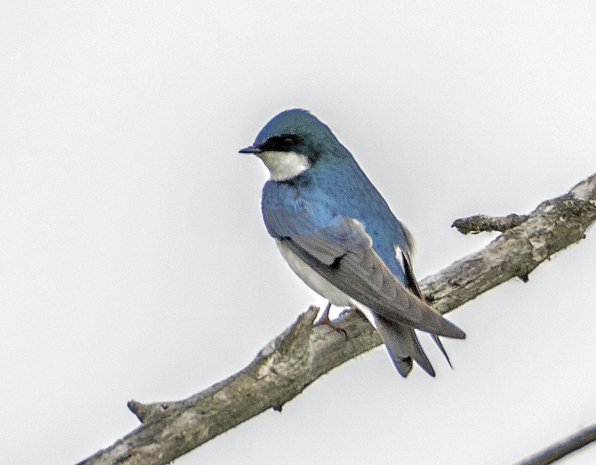 Tree Swallow - Ken  Czworka