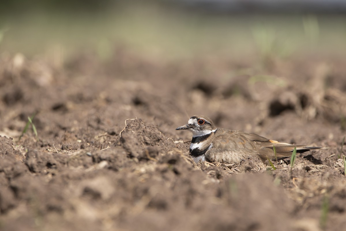 Killdeer - Kyle Nelson