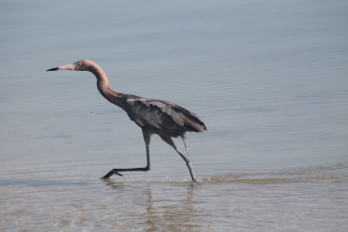 Reddish Egret - Kyle Smith