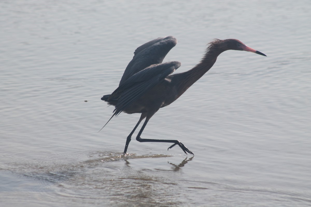 Reddish Egret - Kyle Smith