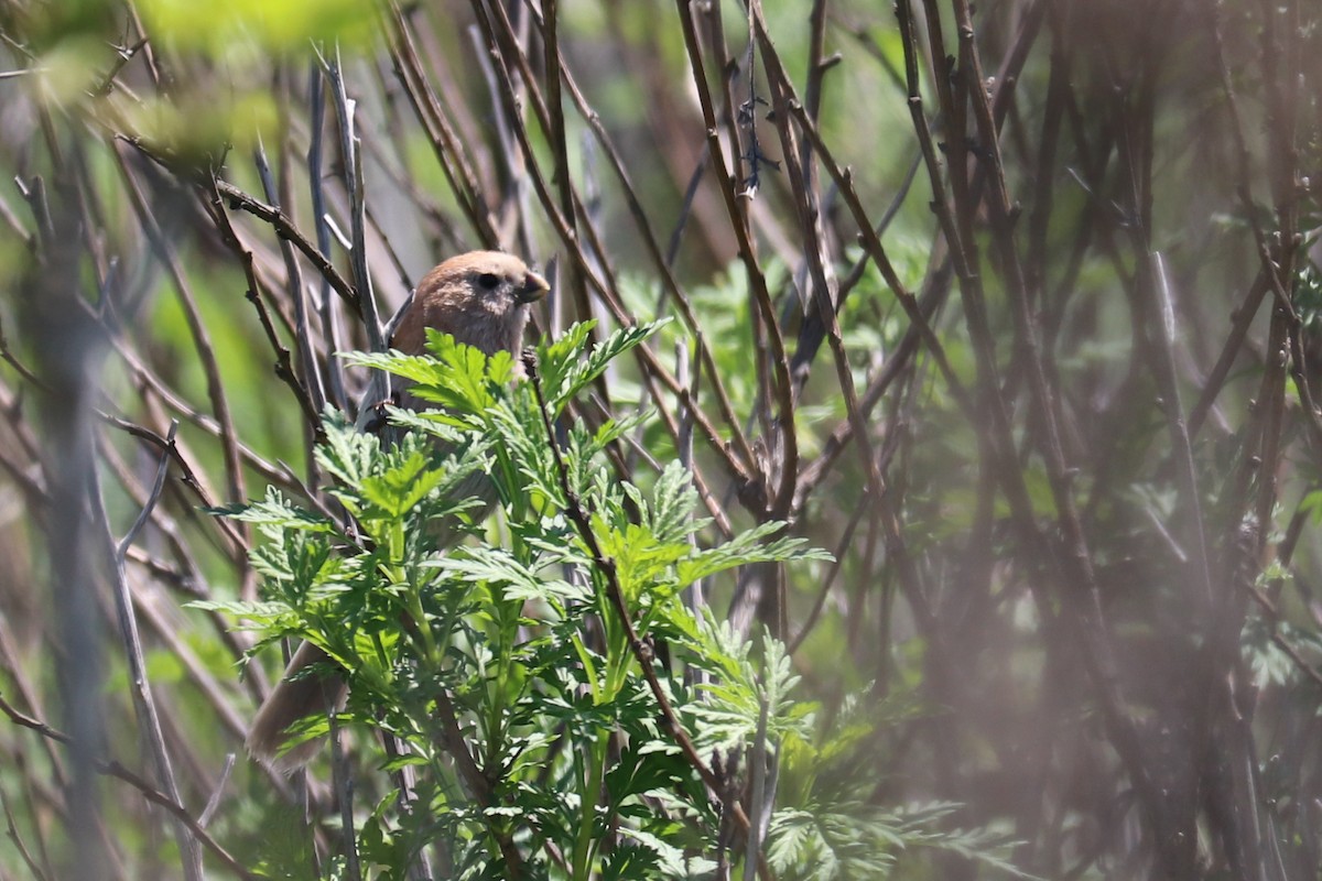 Vinous-throated Parrotbill - Mariia Bukhareva