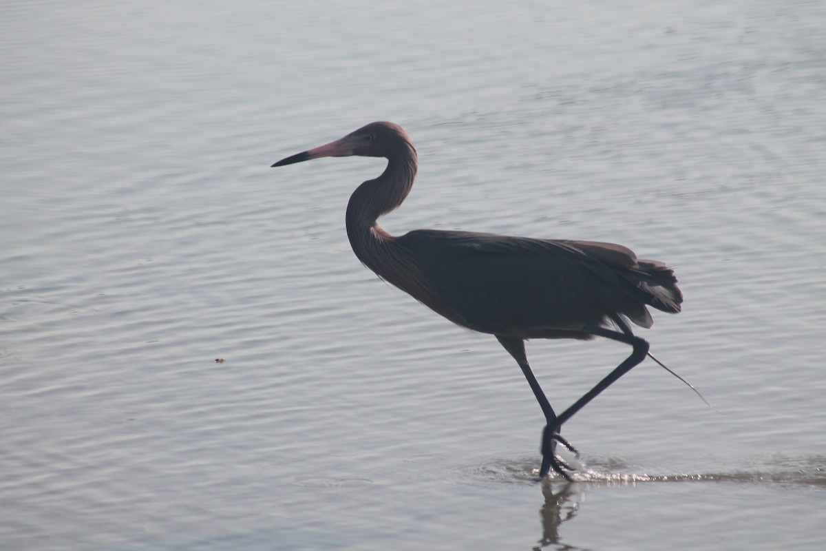 Reddish Egret - Kyle Smith