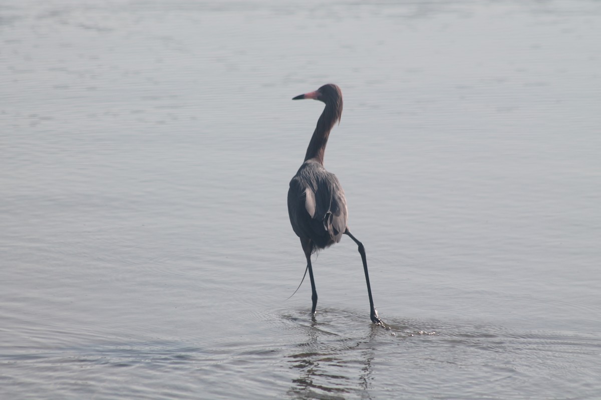 Reddish Egret - Kyle Smith