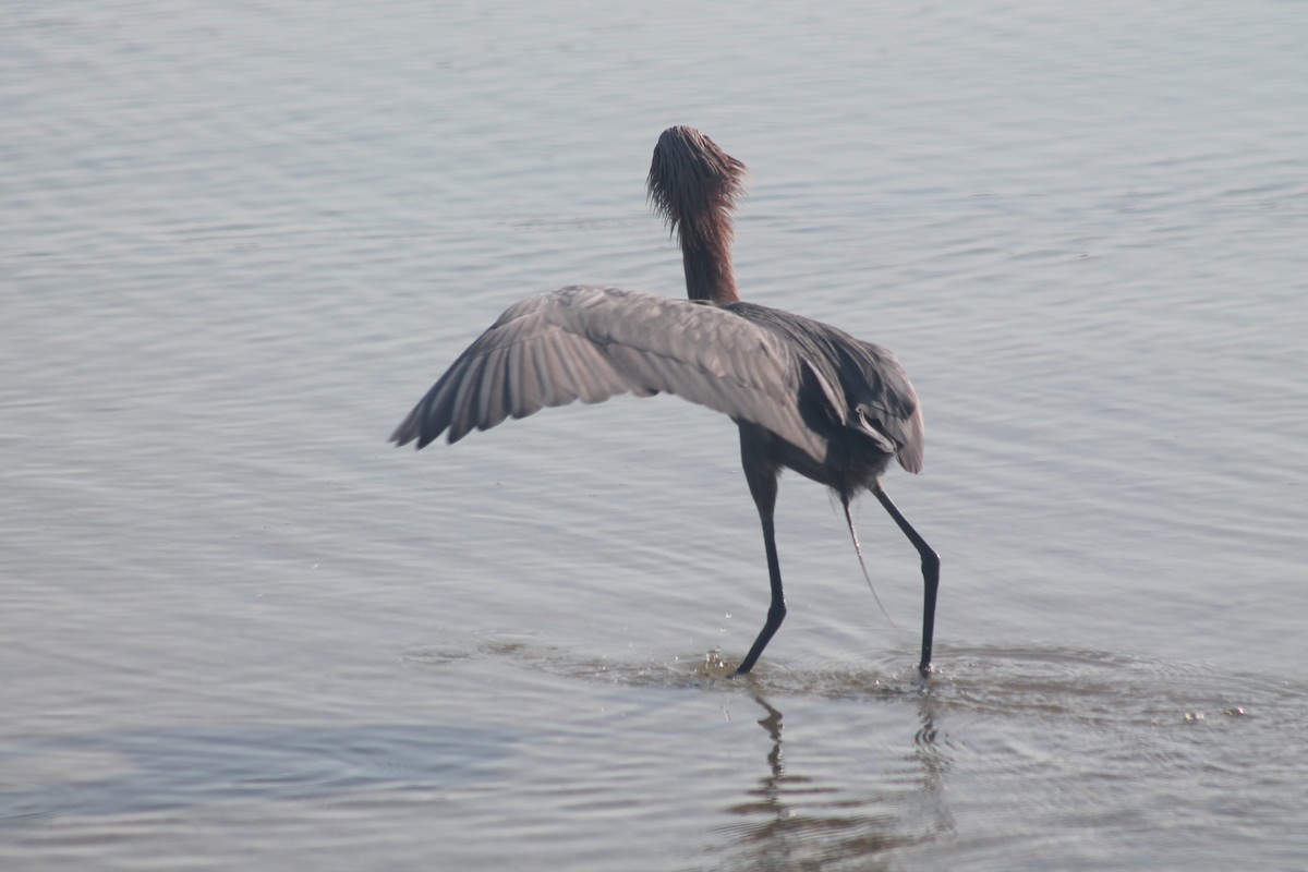 Reddish Egret - Kyle Smith