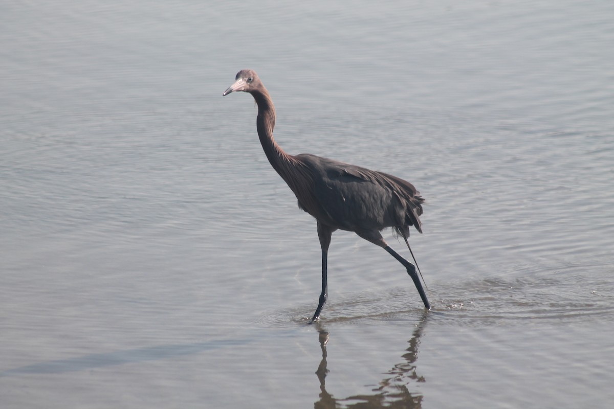 Reddish Egret - Kyle Smith