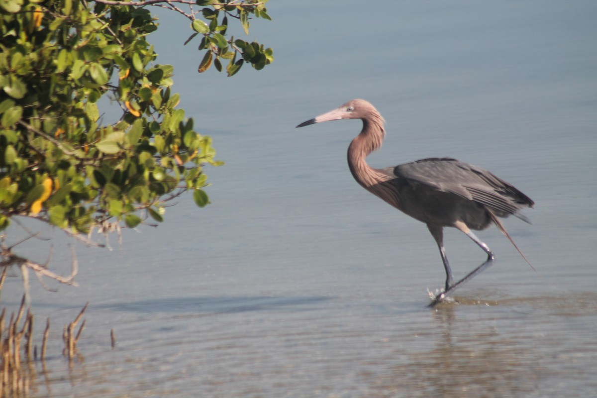 Reddish Egret - Kyle Smith