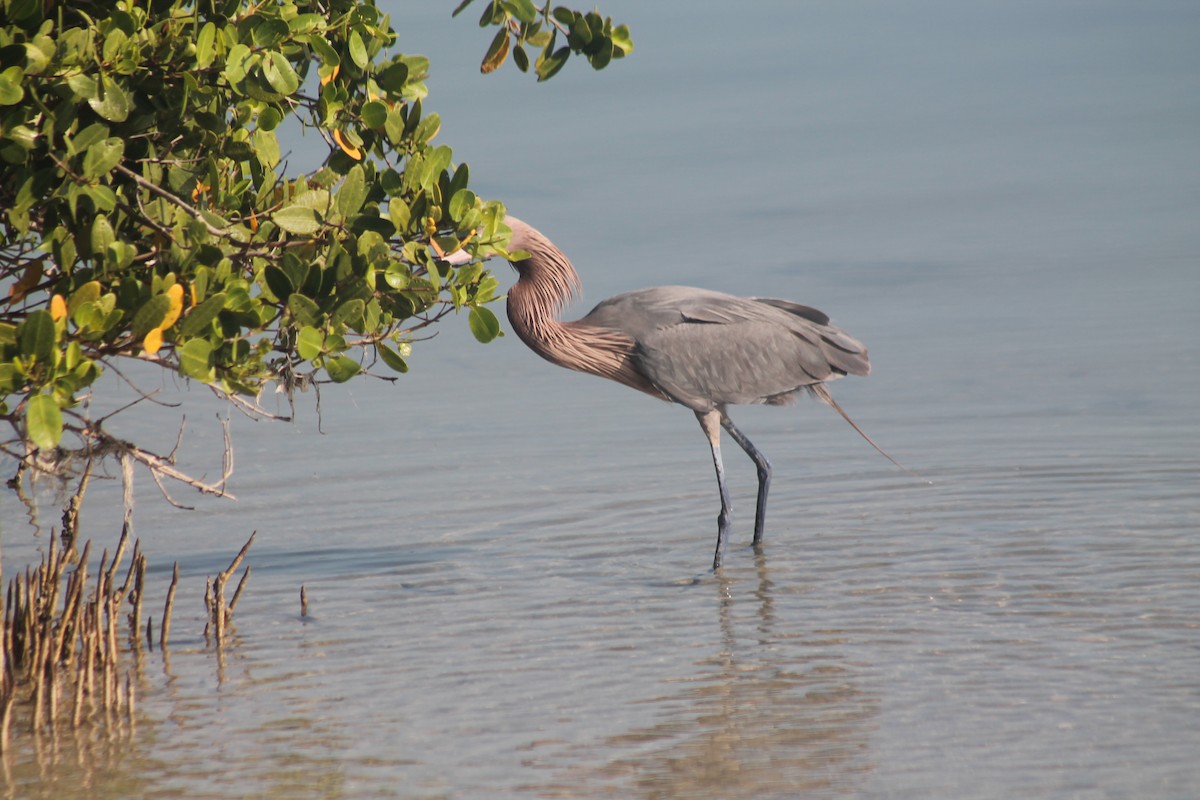 Reddish Egret - Kyle Smith