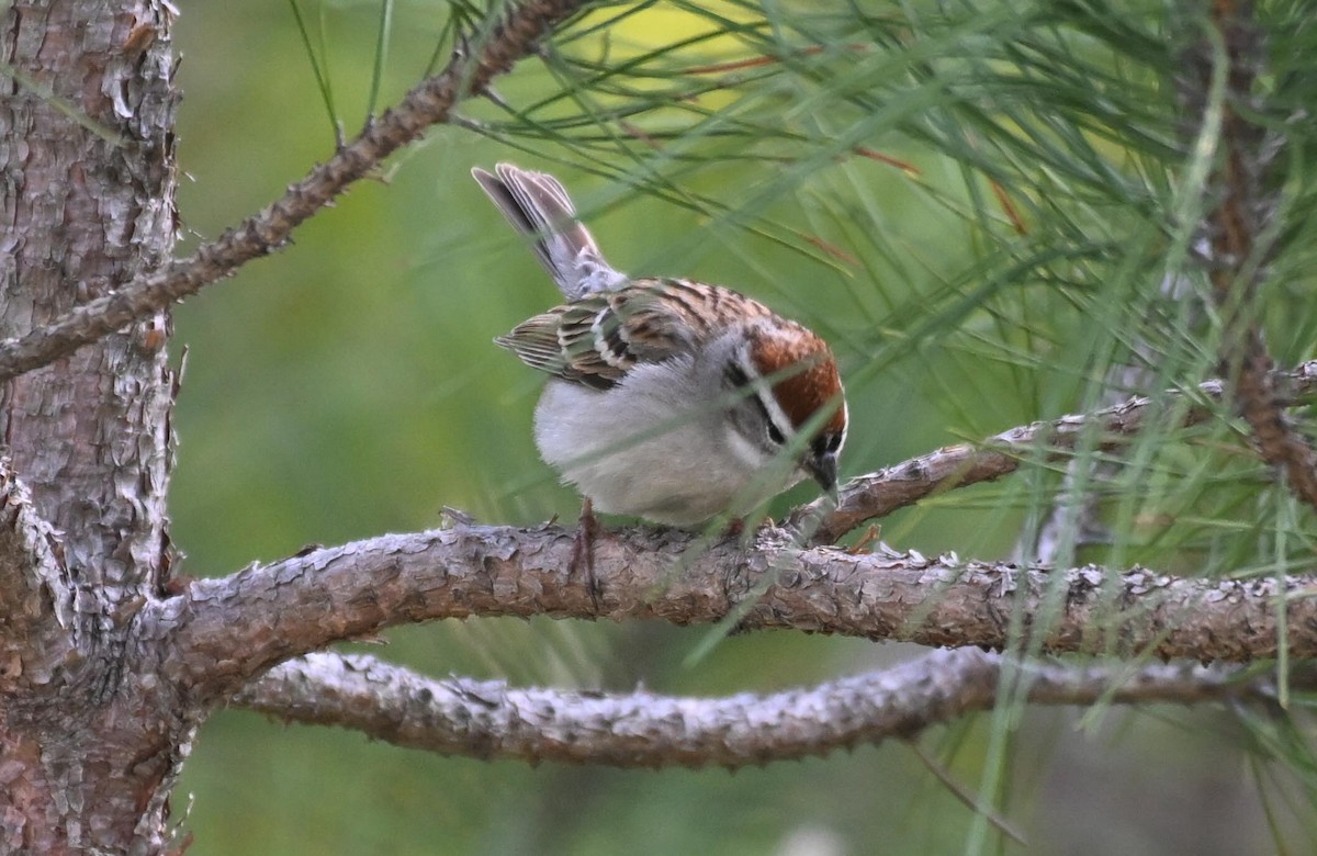 Chipping Sparrow - Damian Vraniak