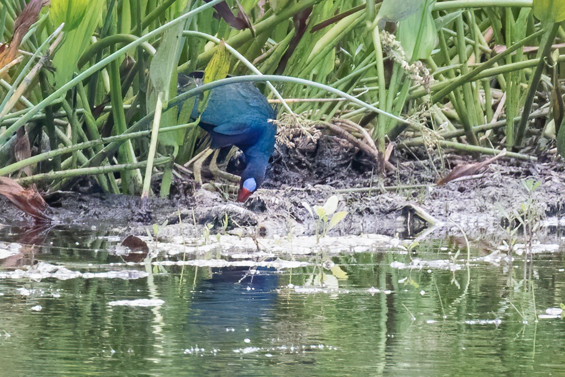 Purple Gallinule - Brett Hoffman