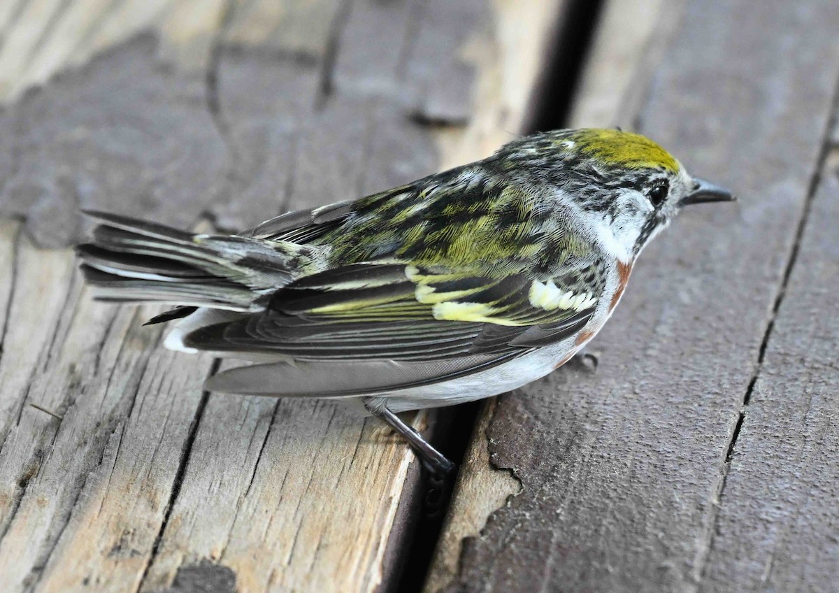 Chestnut-sided Warbler - Damian Vraniak