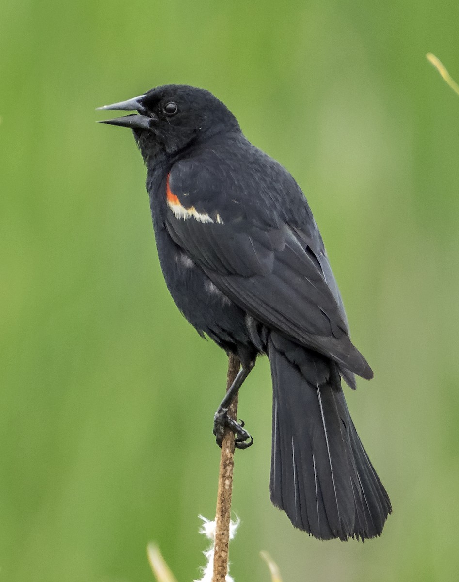 Red-winged Blackbird - Ken  Czworka