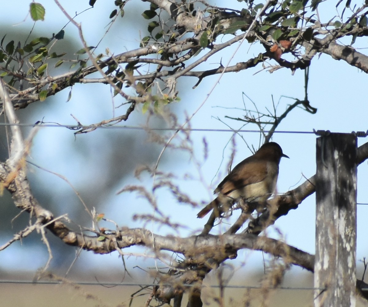 Rufous Hornero - Fernanda Ferrari