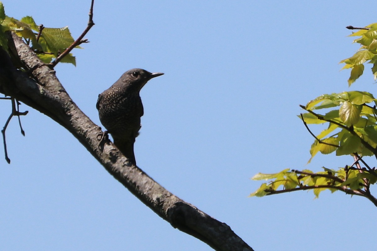 Blue Rock-Thrush - Mariia Bukhareva