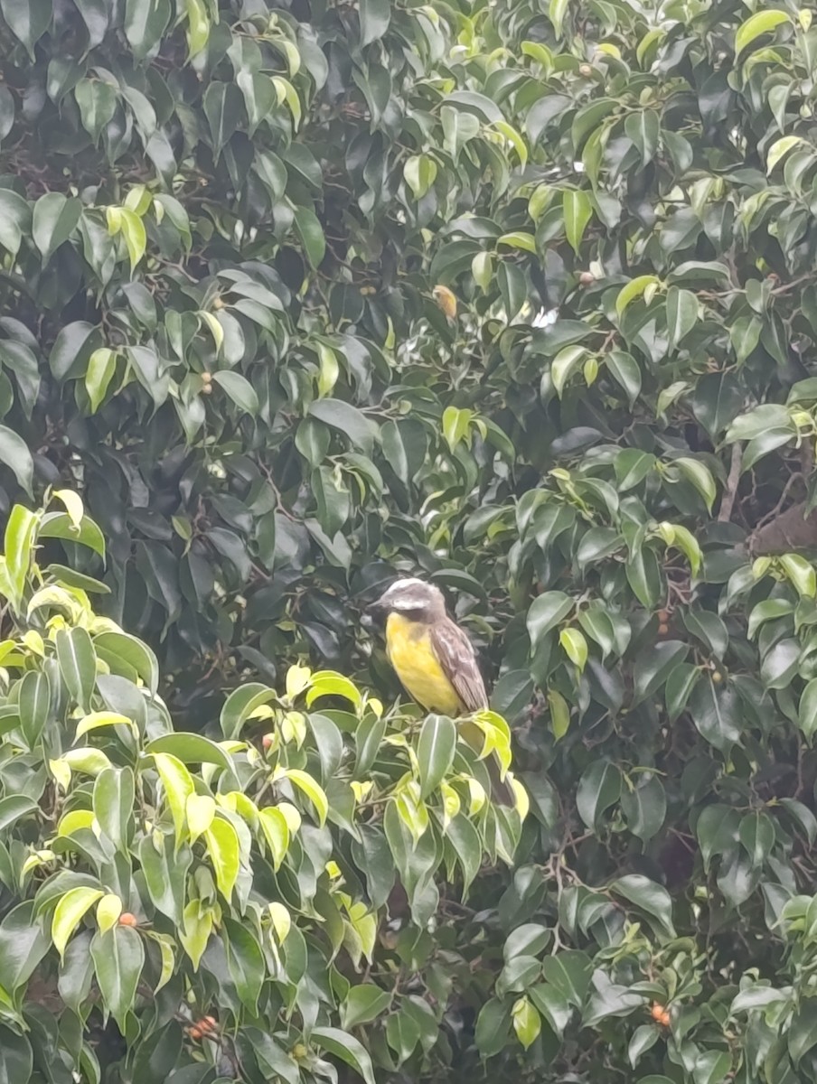 Social Flycatcher - Andrés Felipe Barrios Cuesta