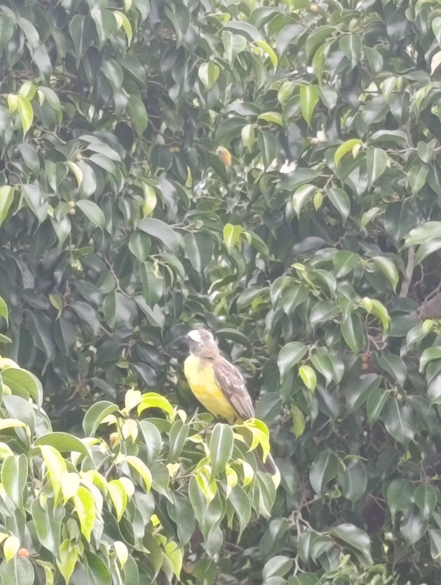 Social Flycatcher - Andrés Felipe Barrios Cuesta