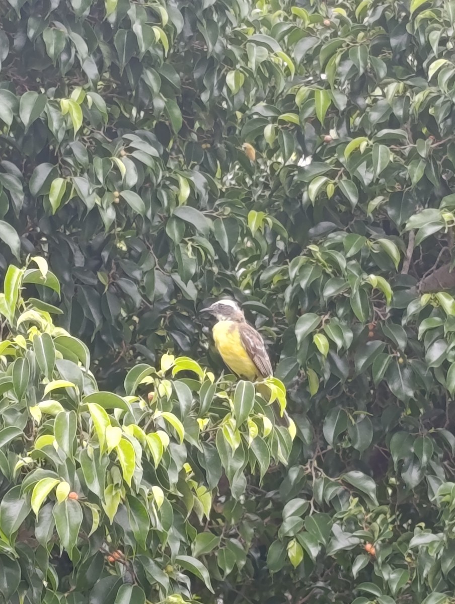 Social Flycatcher - Andrés Felipe Barrios Cuesta