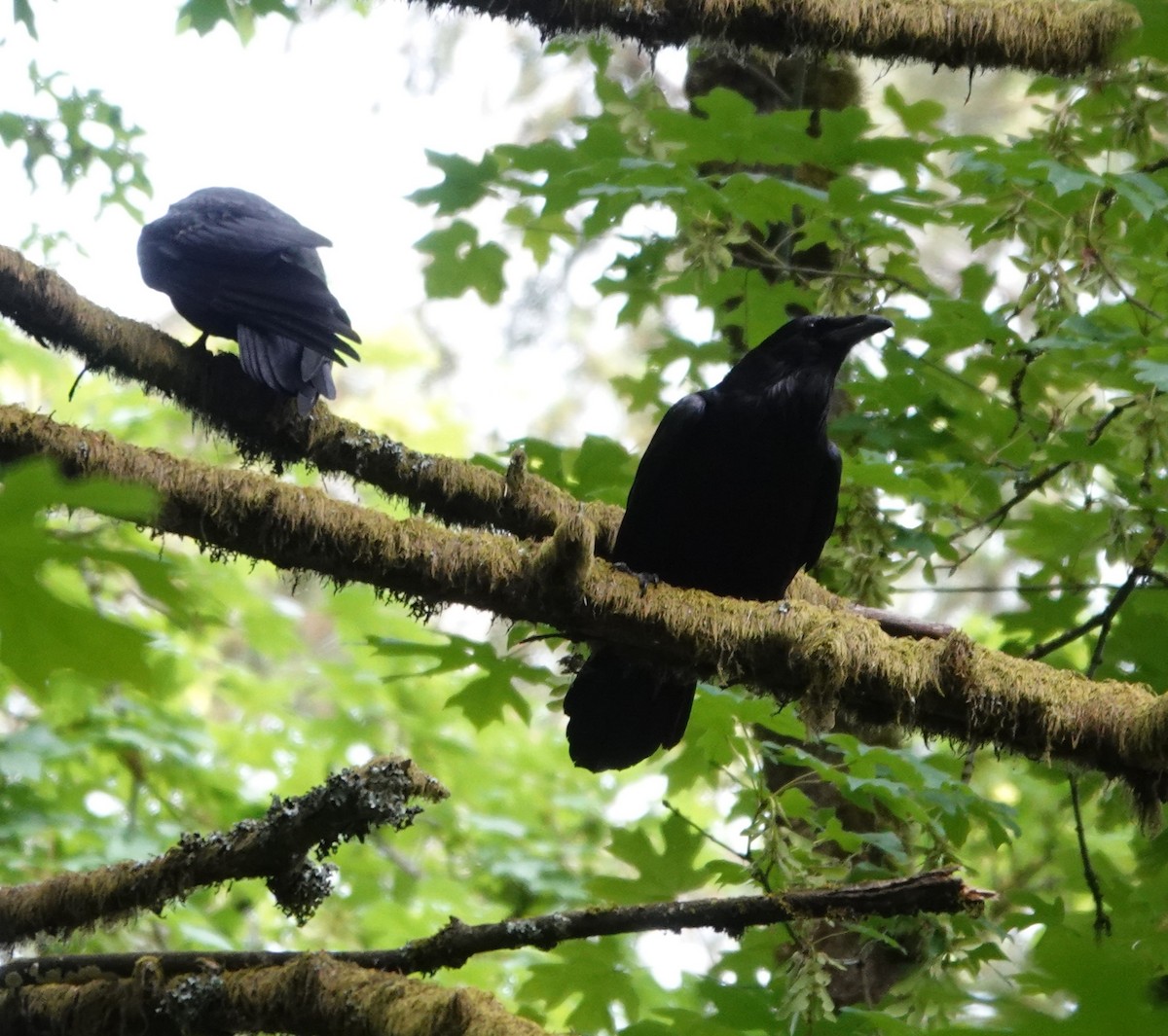 Common Raven - Justin Cook