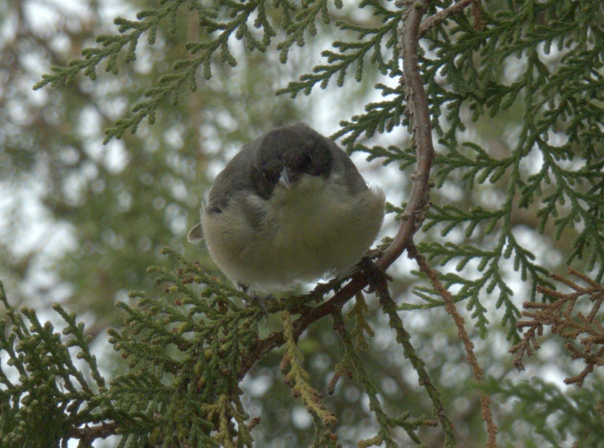 Black-capped Warbling Finch - ML619580504