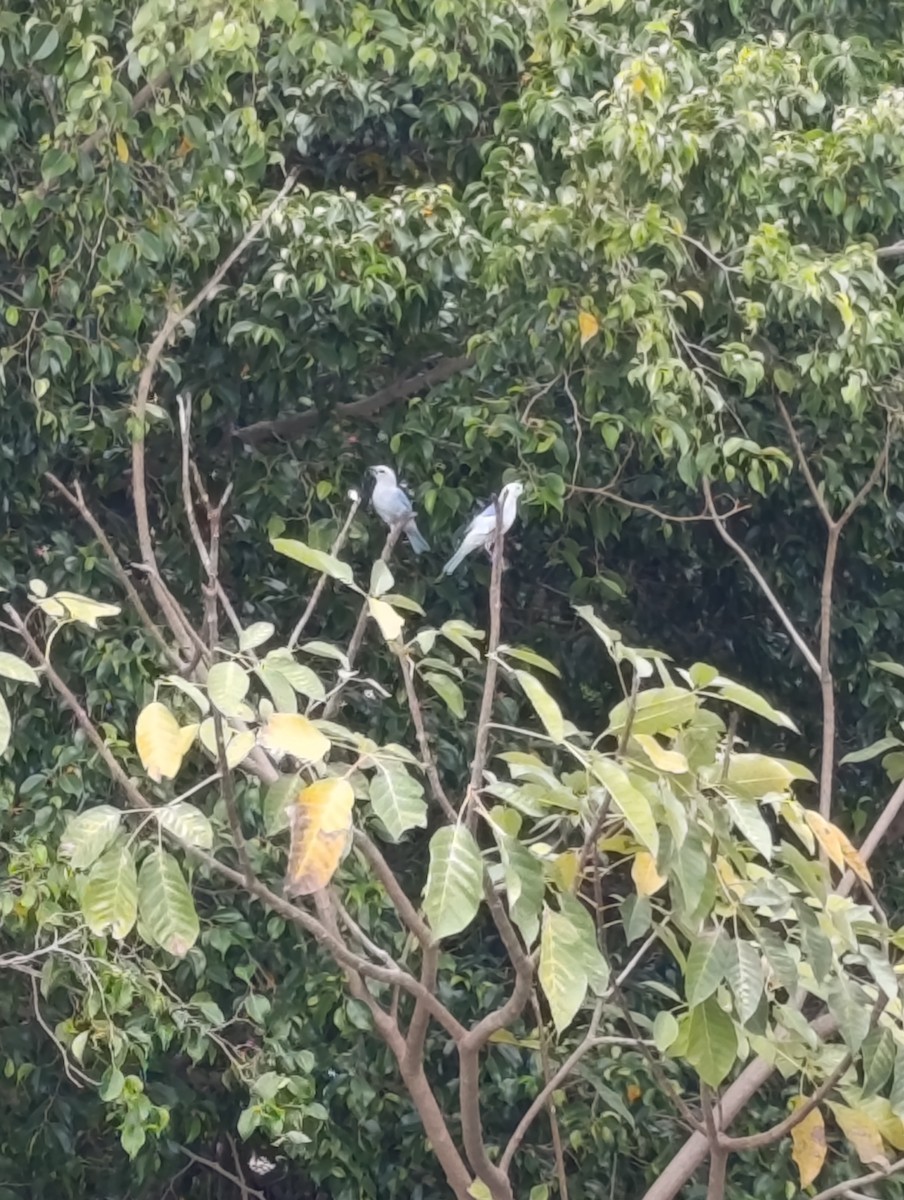 Blue-gray Tanager - Andrés Felipe Barrios Cuesta