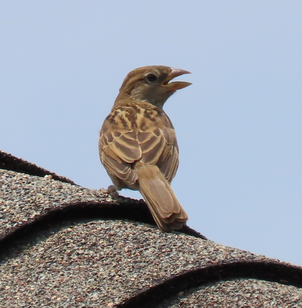 House Sparrow - Bill Wright_cc