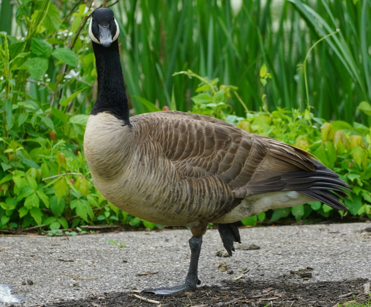 Canada Goose - ML619580507