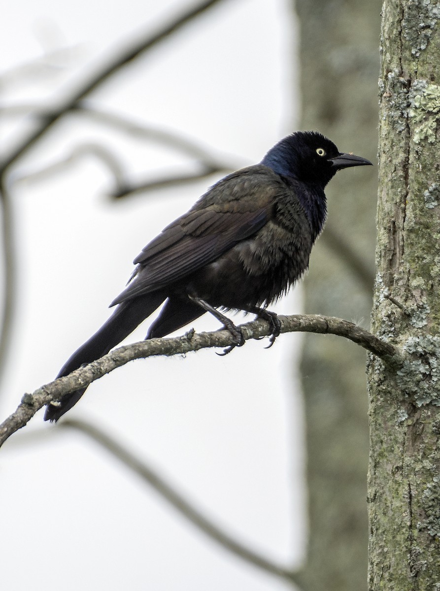 Common Grackle - Ken  Czworka