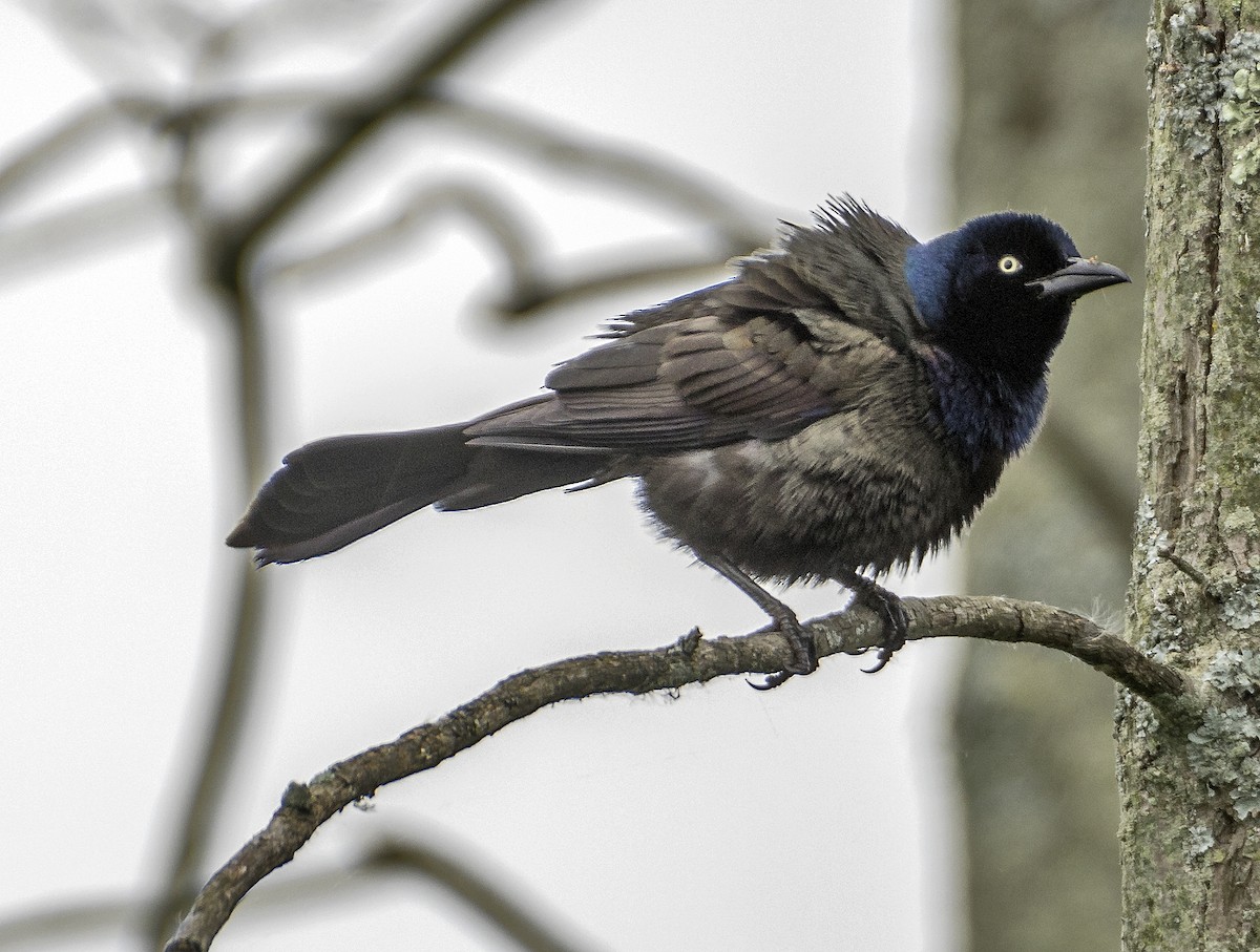 Common Grackle - Ken  Czworka